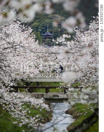 山口県山口市の桜の名所「一の坂川」から望む、国宝・瑠璃光寺五重塔の春の風景です。満開の桜を前ボケに配 138507190