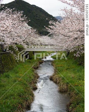 山口県山口市の桜の名所「一の坂川」で撮影した、満開の桜並木とシラサギの飛翔シーンです。情緒あふれる川 138507191