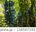 宝石のエメラルドや翡翠を思わせる、神秘的な青緑色の花が美しい「ヒスイカズラ（翡翠葛）」の写真です。熱 138507192
