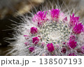 白い柔らかな綿毛（棘）に包まれたサボテン「マミラリア」が、王冠のように鮮やかなピンク色の花を咲かせて 138507193