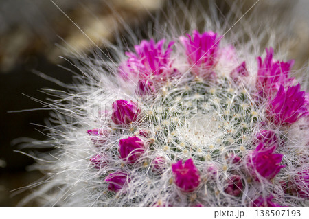 白い柔らかな綿毛（棘）に包まれたサボテン「マミラリア」が、王冠のように鮮やかなピンク色の花を咲かせて 138507193