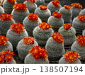 鮮やかなオレンジ色の花を満開に咲かせた丸いサボテン「雪晃（セッコウ）」の群生写真です。ふわふわとした 138507194