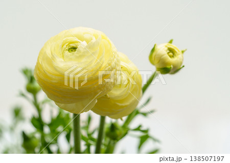 黄色いラナンキュラスの花 黄色いラナンキュラスの花 138507197