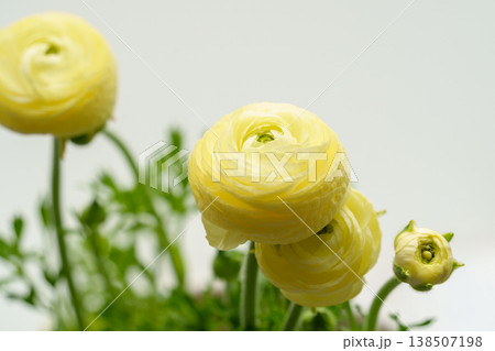 黄色いラナンキュラスの花 黄色いラナンキュラスの花 138507198
