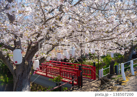 渋田川の満開の桜と提灯が飾られた朱塗りの橋(神奈川県平塚市) 渋田川の満開の桜と提灯が飾られた朱塗りの橋(神奈川県平塚市) 138507200