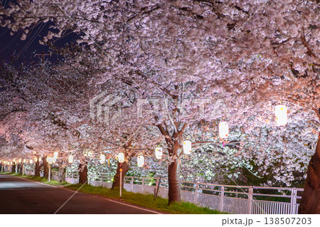 渋田川の満開の桜とライトアップ（神奈川県平塚市） 138507203