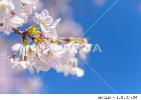 桜の花と青空、爽やかな春のイメージ 138507204