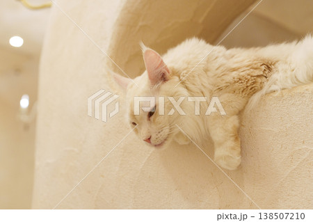 なにか企んでいそうな顔の白いメインクーンの猫 138507210