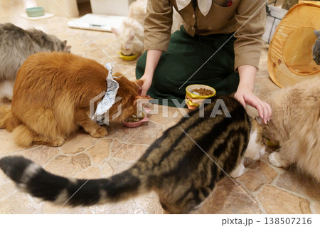 猫カフェのご飯タイム 138507216