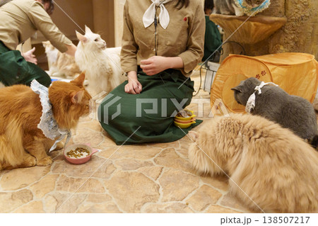 猫カフェのご飯タイム 138507217