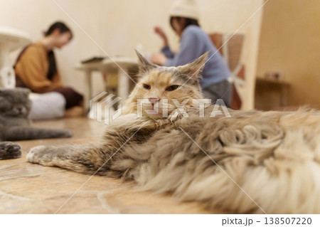 猫カフェの床でリラックスするメイクーンの猫 猫カフェの床でリラックスするメイクーンの猫 138507220