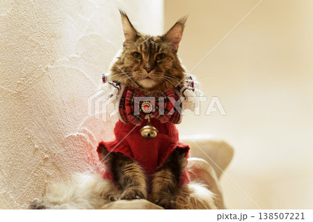 赤い服を着た気品あるメインクーンの猫。 138507221