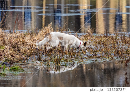 White dog sniffs muddy reeds by calm water, dog is fishing. 138507274
