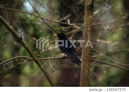 Blackbird perches quietly on slender branch Blackbird perches quietly on slender branch 138507275