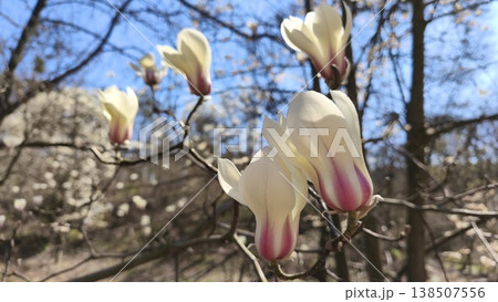 Close-up of white Magnolia denudata blossoms with pink bases on branches against a bright blue sky, sunlit and softly blurred background, capturing the calm beauty of early spring. High quality photo 138507556