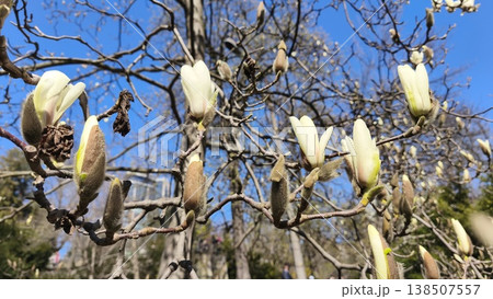 Close-up of white magnolia denudata flowers and buds on branches against a blue sky, spring video wallpapers, the serene beauty of early spring.  138507557