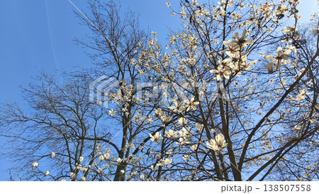 Trees with white Kobus magnolia flowers. Detail of spring bloom, ornamental gardening, urban garden atmosphere, seasonal freshness, botanical elegance concept.  138507558