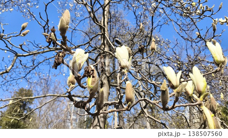 white Magnolia denudata (Yulan magnolia) blooming in a city garden in spring, set against a clear blue sky, showcasing one of the earliest flowering trees of the season. 138507560