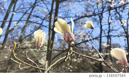 White Yulan magnolia (Magnolia denudata) blossoms in an urban garden under a bright blue sky, one of the first trees to flower in early spring 138507565