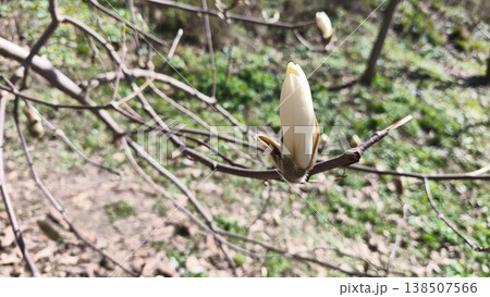 A close-up of a white Magnolia denudata bud, also known as the nude magnolia, in a spring city garden. The First Spring Flowering Tree. High quality photo A close-up of a white Magnolia denudata bud, also known as the nude magnolia, in a spring city garden. The First Spring Flowering Tree. High quality photo 138507566