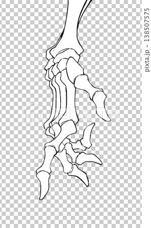 Bone Hand Bone Hand 138507575