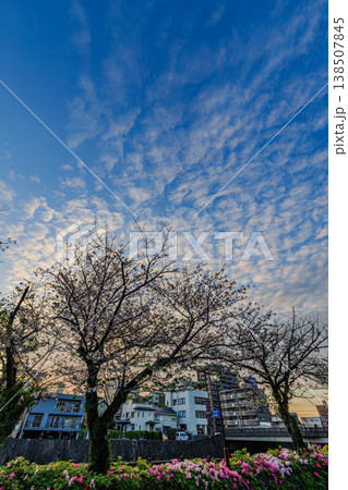 青空と鱗雲に包まれた桜の木と都市の春景色 138507845