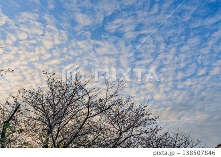 春の空に広がるうろこ雲と桜並木のある街の風景 春の空に広がるうろこ雲と桜並木のある街の風景 138507846