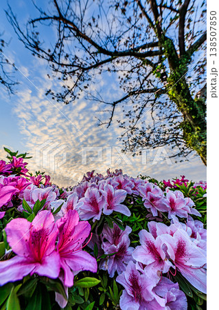 低い視点で捉えたツツジと美しい雲が広がる空 138507850