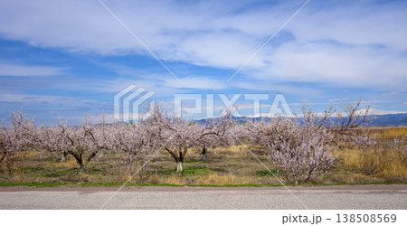 Almond orchard in full bloom under clear blue sky 138508569