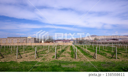 Winegrowers' vineyard in early spring 138508611