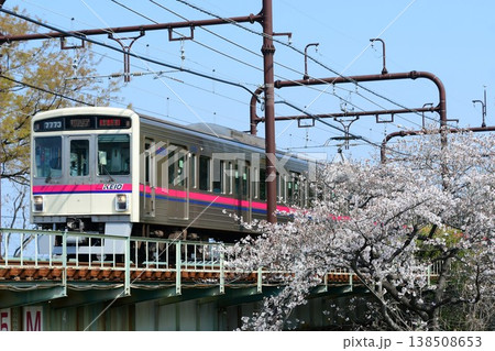 京王7000系7723Fと桜 138508653