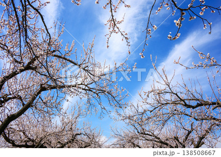 Cherry blossoms sway gently beneath clear sky Cherry blossoms sway gently beneath clear sky 138508667