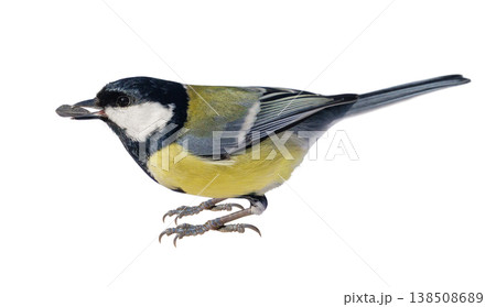 great tit with sunflower seed isolated on white background. Parus major great tit with sunflower seed isolated on white background. Parus major 138508689