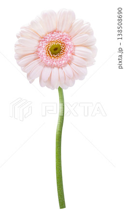 pink gerbera flower isolated on white background pink gerbera flower isolated on white background 138508690