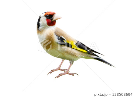 european goldfinch isolated on white background. Carduelis carduelis european goldfinch isolated on white background. Carduelis carduelis 138508694