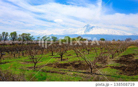 Fruit orchard with snow-capped mountain backdrop Fruit orchard with snow-capped mountain backdrop 138508719