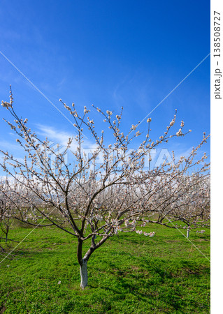 Apricot orchard in bloom with single tree standing out in grassy field under brig Apricot orchard in bloom with single tree standing out in grassy field under brig 138508727
