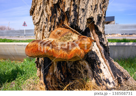 Close-up view of vivid orange mushroom on old tree 138508731
