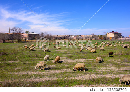 Flock of sheep eating grass in wide field near village Flock of sheep eating grass in wide field near village 138508763