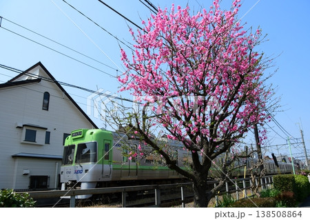 京王1000系1761Fライトグリーン編成と花桃　井の頭線 138508864