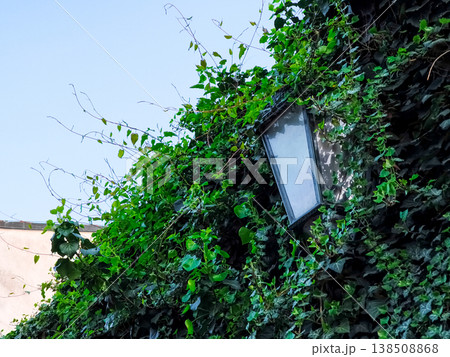 Street lamp emerging from lush green ivy in prague's novy svet district, copy space, wallpaper Street lamp emerging from lush green ivy in prague's novy svet district, copy space, wallpaper 138508868