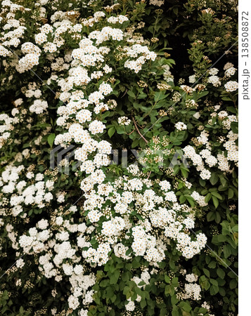 White flowers blooming on bush in prague, czechia, copy space, wallpaper White flowers blooming on bush in prague, czechia, copy space, wallpaper 138508872