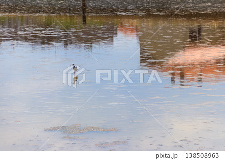 Black-winged stilt (Himantopus himantopus) on the lake 138508963