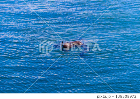 Diver on surface of a blue sea Diver on surface of a blue sea 138508972