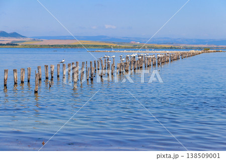 Flock of common terns (Sterna hirundo) perched on a wooden poles at Pomorie salt lake in Bulgaria 138509001