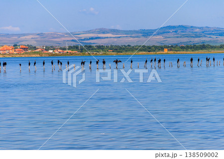 Flock of great cormorants (Phalacrocorax carbo) perched on a wooden poles at Pomorie salt lake in Bulgaria Flock of great cormorants (Phalacrocorax carbo) perched on a wooden poles at Pomorie salt lake in Bulgaria 138509002
