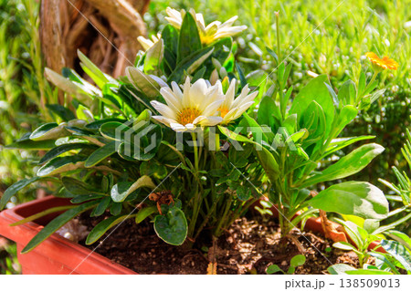 Beautiful gerberas in the garden Beautiful gerberas in the garden 138509013