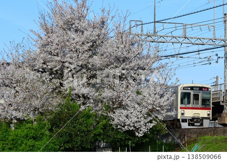 京王7000系7728F復刻臙脂帯と桜 京王7000系7728F復刻臙脂帯と桜 138509066