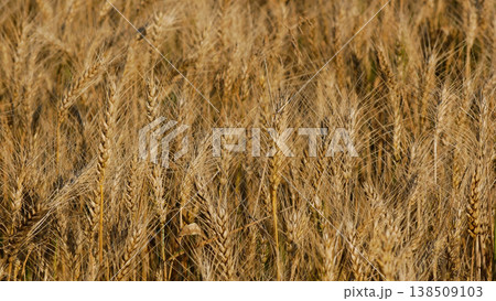 Field with ripe golden wheat. Ripe spikelets sway in the wind. Field with ripe golden wheat. Ripe spikelets sway in the wind. 138509103