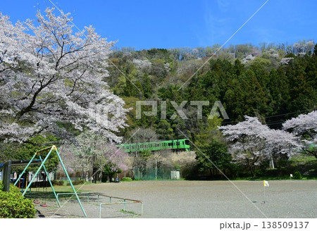 京王8000系8713F高尾山トレインと桜 138509137